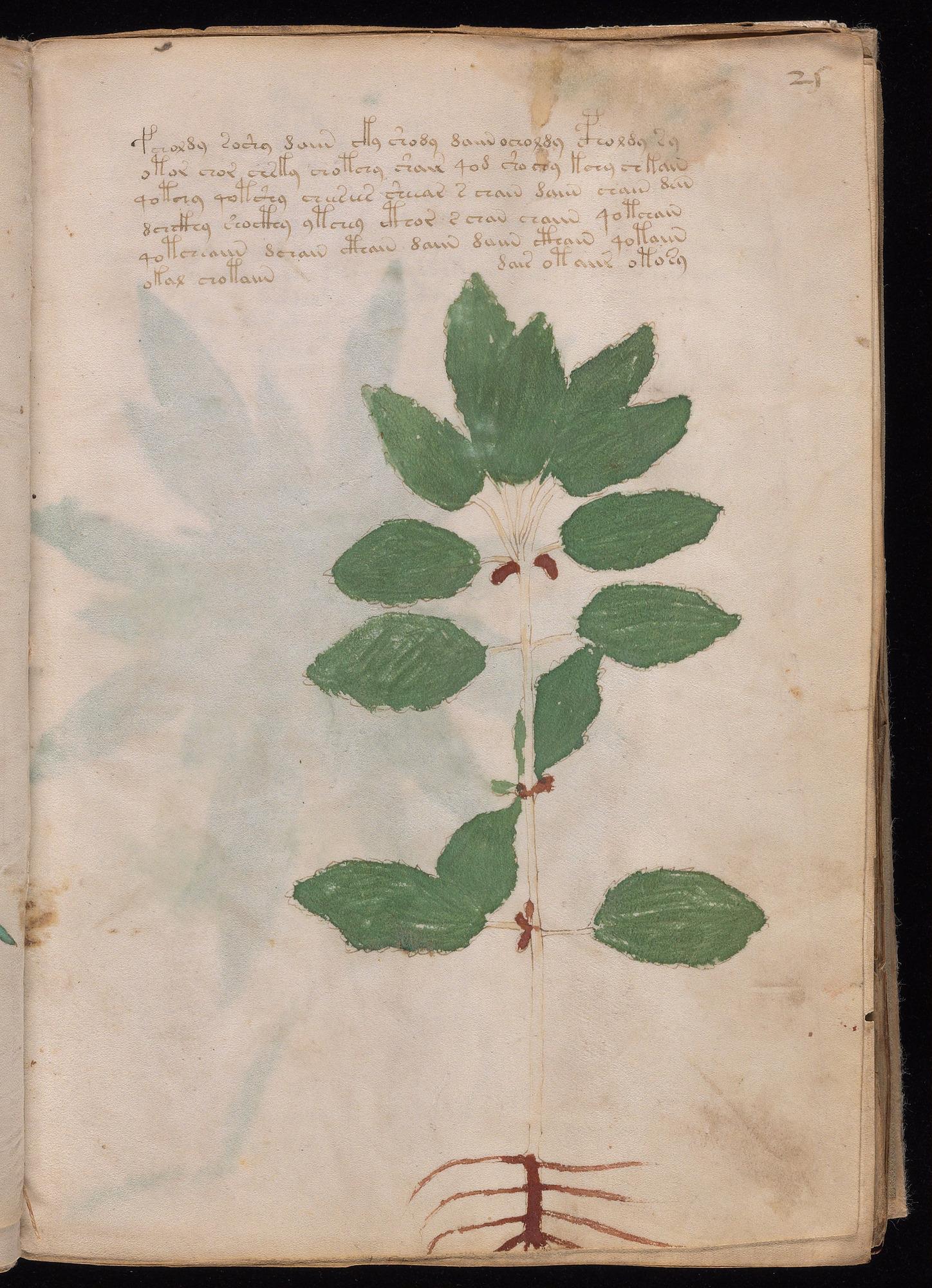 Herbal Page 47